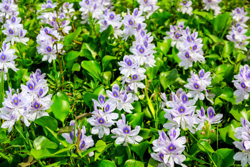 Detail of water hyacinth