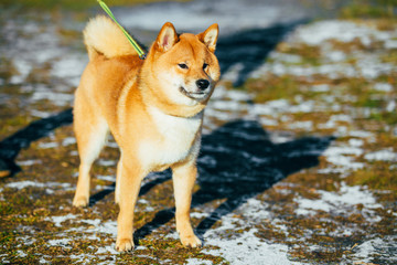 Beautiful Young Red Shiba Inu Dog Outdoor In Spring
