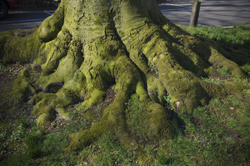 tree roots