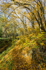 Obraz premium Chemin en forêt en automne