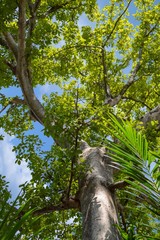 large branch tree in nature garden