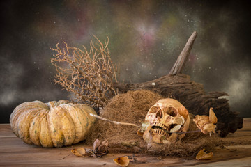 Still life with human skull hold dry rose in the mouth