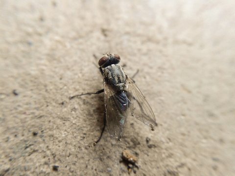 Tiny fly macro