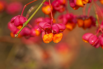 Gewöhnliche Spindelstrauch - Euonymus europaeus - Samen mit Wassertropfen - Makroaufnahme