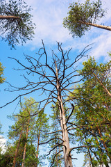 Dry tree among the pine trees against  sky with clouds.