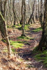 Pfad zwischen Birken im Moor - Fokus im Zentrum
