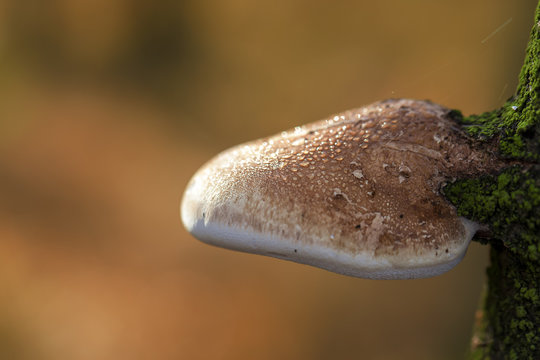 Birkenporling - Piptoporus betulinus in einer Makroaufnahme