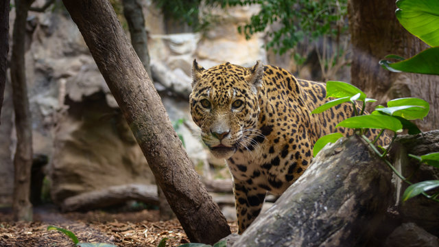 Cheetah