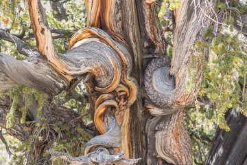 Ancient Bristlecone Pine Forest, Borstenkiefern, White Mountains, USA