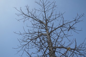 dry branch dead tree on blue sky