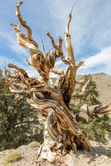 Ancient Bristlecone Pine Forest, Borstenkiefern, White Mountains, USA