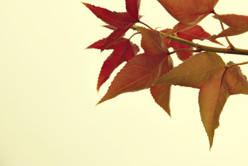 Vintage color maple leaves with soft focus. Image is blurry due to selective focusing and suitable for background purposes only.