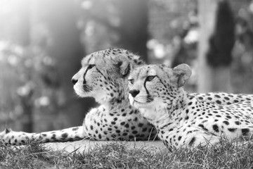 Cheetahs © martinlisner
