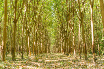 Para Rubber Tree, Rubber Plantation, rubber tree forest - Rubber Latex of rubber trees in rubber garden in thailand
