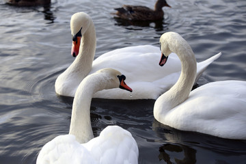 Three swans swimming in a pond. They communicate with each other