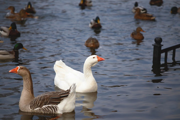 Two geese swimming in the pond.