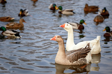 Two geese swimming in the pond.