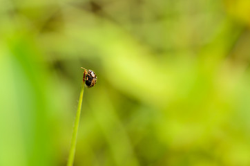 Ladybug perched on top of the grass