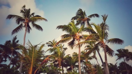 Tropical palm trees and blue sky