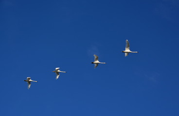 Flying swans against blue sky 