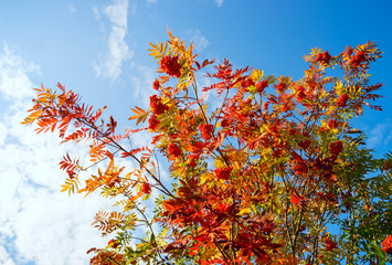 Red Bush of a mountain ash against the blue sky .