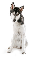 Siberian Husky sitting, isolated on white