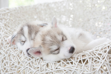 cute siberian husky puppy
