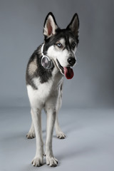 Young Husky in headphones on grey background