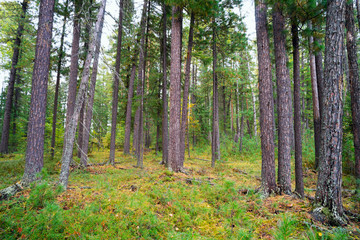 Fototapeta na wymiar On forest clearing among the cedars .