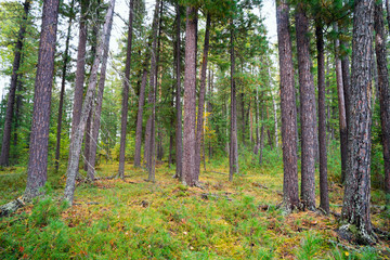 On  forest clearing among the cedars .