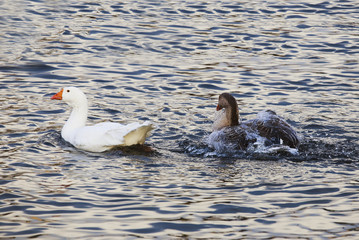 Two geese swimming in the pond.