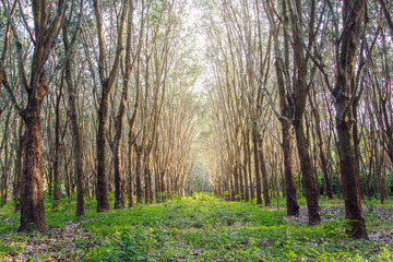 Row of para rubber tree.