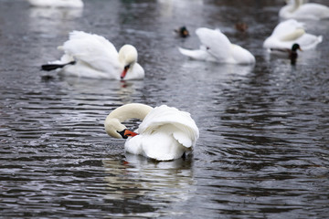 White swans swimming in a pond. They clean the feathers.