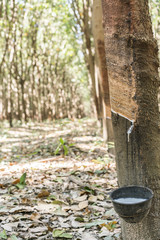 Para Rubber Tree, Rubber Plantation, rubber tree forest - Rubber Latex of rubber trees in rubber garden in thailand
