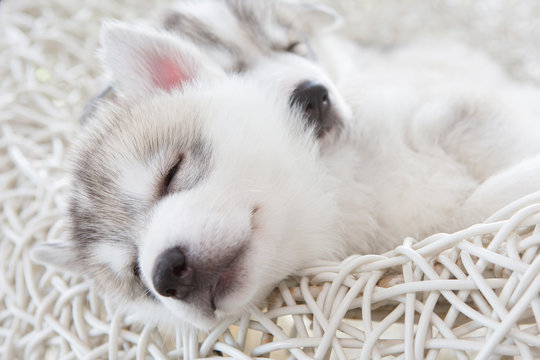 cute siberian husky puppy
