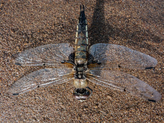 dragonfly on sand merged with a background