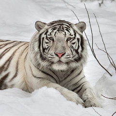 Gaze of a white bengal tiger, lying on fresh snow in alert pose. The most beautiful animal and very dangerous beast of the world. This severe raptor is a pearl of the wildlife. Animal face portrait.