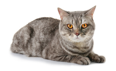 Obraz premium Grey cat isolated on white background