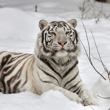 Fototapeta A white bengal tiger, calm lying on fresh snow. The most beautiful animal and very dangerous beast of the world. This severe raptor is a pearl of the wildlife. Animal face portrait.
