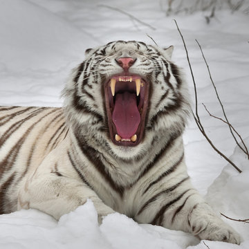 Fototapeta A yawning white bengal tiger, lying on fresh snow. The most beautiful animal and very dangerous beast of the world. This severe raptor is a pearl of the wildlife. Animal face portrait.