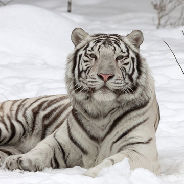 A calm white bengal tiger, lying on fresh snow. The most beautiful animal and very dangerous beast of the world. This severe raptor is a pearl of the wildlife. Animal face portrait.