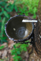 The rubber that come out from tree call Hevea Brasiliensis.