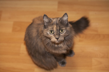 Grey cat sitting on the floor