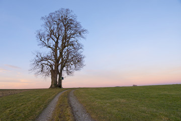 Obraz premium Einsamer Baum mit Wegkreuz, Weg in der Abenddämmerung