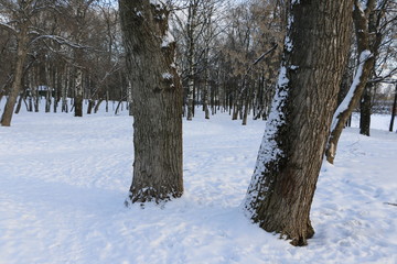 Деревья в заснеженном парке зимним днем