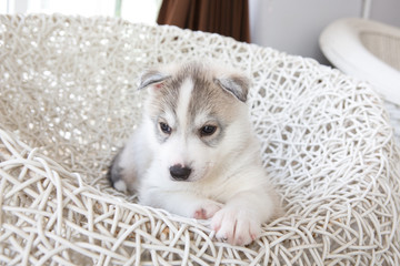 Cute Siberian Husky Puppy Sleeping On White Rattan Chair