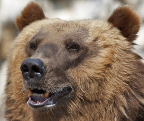 Fototapeta premium The face portrait of a brown bear female. Sunlit head of the biggest and the most dangerous beast of the world. Severe look of the mighty raptor.