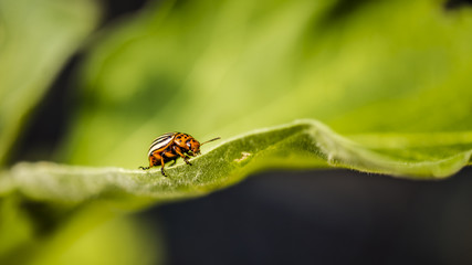 Un Doryphore sur une Feuille