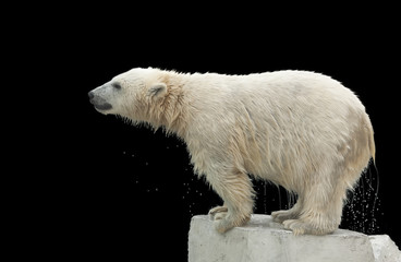 Jeune ours polaire humide, debout sur la rive de la piscine, isolé sur fond noir. Enfant animal mignon et câlin, qui va être la bête la plus dangereuse et la plus grosse. Enfance insouciante de peluche en peluche.