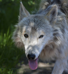 Dodgy look of a molting polar wolf on shaddy forest background. The dangerous beast is a representative of the severe wildlife of the cold North. Arctic wild dog.